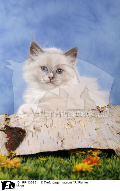 Neva Masquerade Ktzchen / kitten / RR-13539