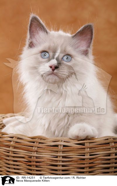 Neva Masquerade Ktzchen / Neva Masquerade Kitten / RR-14251