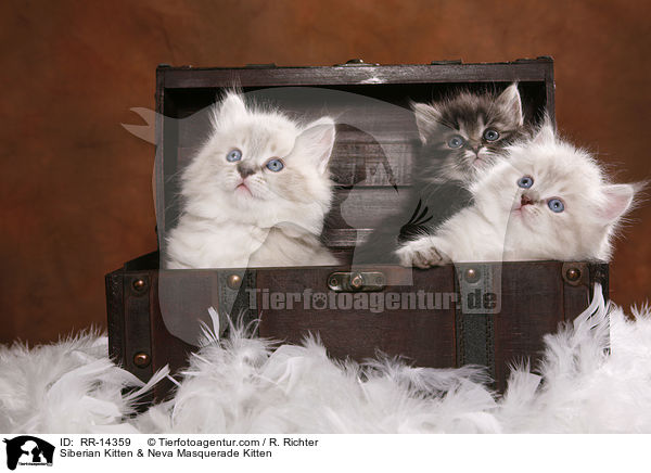 Siberian Kitten & Neva Masquerade Kitten / RR-14359