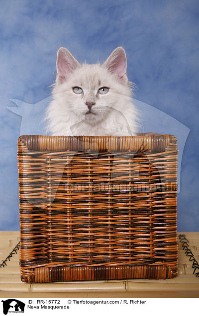 Neva Masquerade / RR-15772