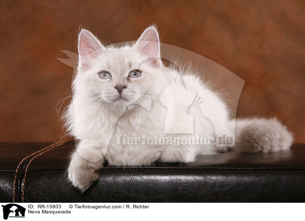 Neva Masquerade / RR-15803