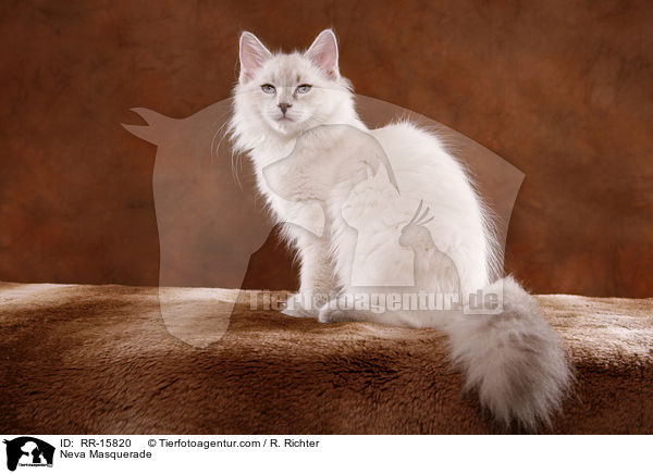 Neva Masquerade / RR-15820