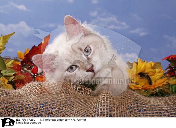 Neva Masquerade / Neva Masquerade / RR-17250