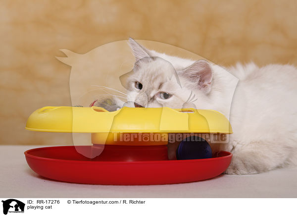 spielende Katze / playing cat / RR-17276