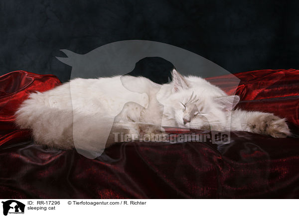 schlafende Katze / sleeping cat / RR-17296