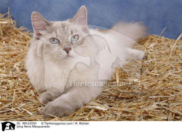 liegende Neva Masquerade / lying Neva Masquerade / RR-23550