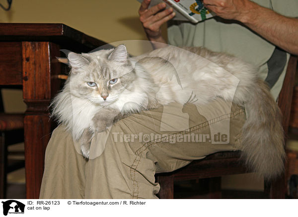 Katze auf dem Scho / cat on lap / RR-26123