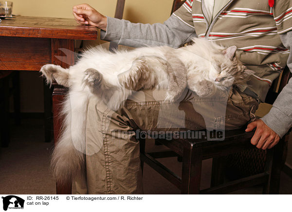cat on lap / RR-26145