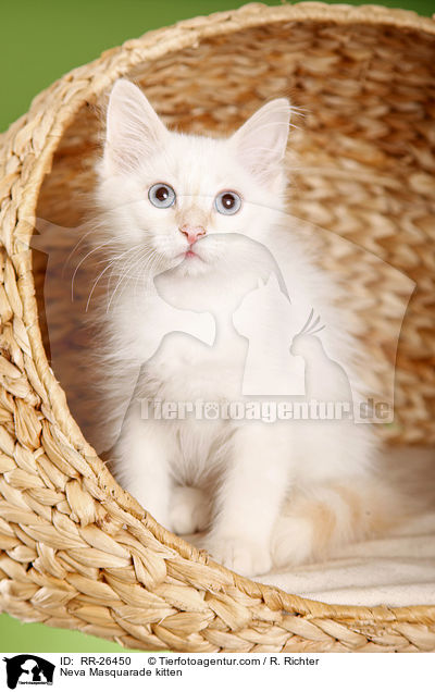 Neva Masquarade Ktzchen / Neva Masquarade kitten / RR-26450