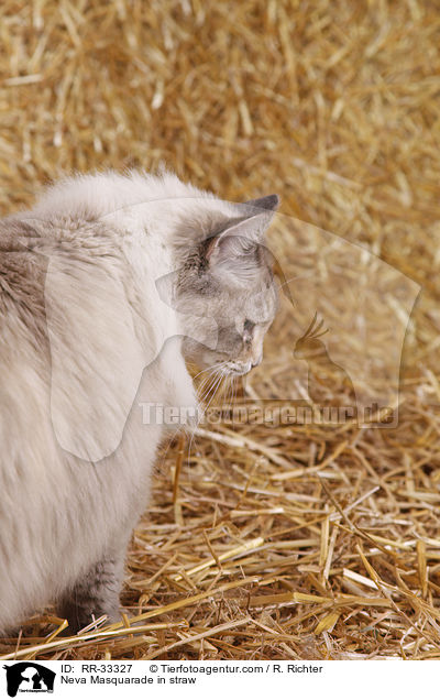 Neva Masquarade in straw / RR-33327