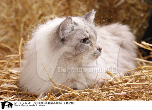 Neva Masquarade in straw / RR-33328