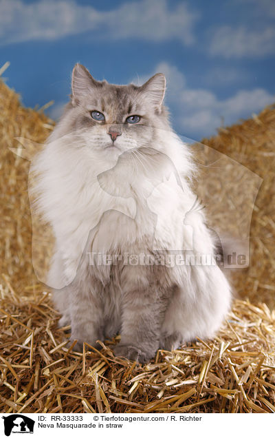 Neva Masquarade in straw / RR-33333