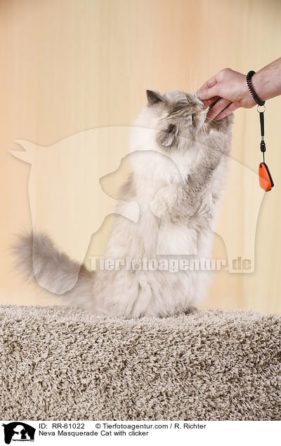 Neva Masquerade Katze mit Klicker / Neva Masquerade Cat with clicker / RR-61022