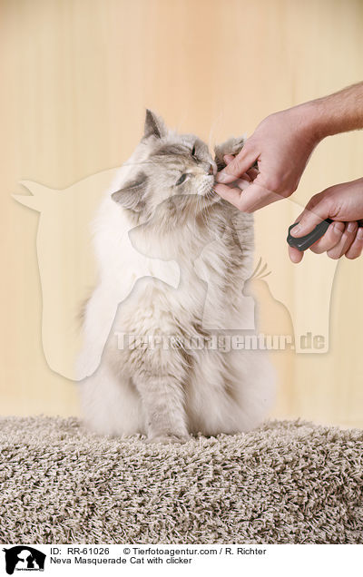 Neva Masquerade Cat with clicker / RR-61026