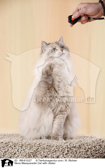 Neva Masquerade Cat with clicker / RR-61027