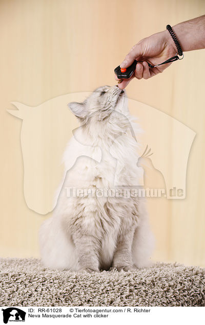 Neva Masquerade Cat with clicker / RR-61028