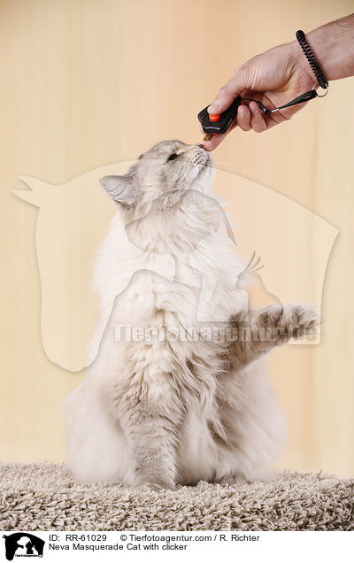 Neva Masquerade Cat with clicker / RR-61029