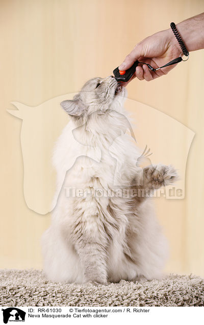 Neva Masquerade Cat with clicker / RR-61030