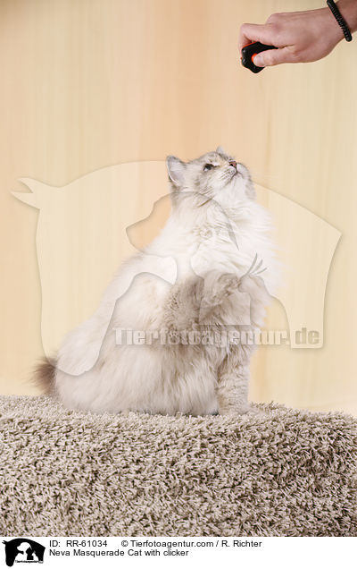 Neva Masquerade Cat with clicker / RR-61034