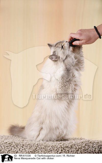 Neva Masquerade Katze mit Klicker / Neva Masquerade Cat with clicker / RR-61036