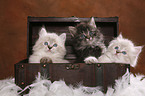 Siberian Kitten & Neva Masquerade Kitten