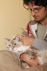 frondling cat
