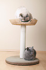 Neva Masquerade and British Shorthair