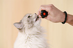 Neva Masquerade Cat with clicker