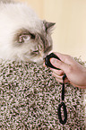 Neva Masquerade Cat with clicker