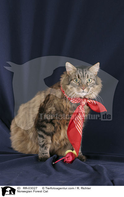 Norwegische Katze / Norwegian Forest Cat / RR-03027