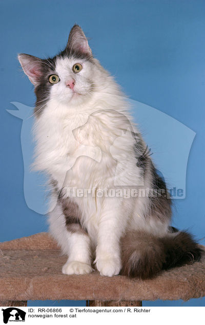 Norwegische Waldkatze / norwegian forest cat / RR-06866