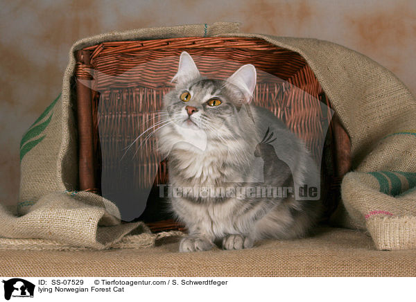 lying Norwegian Forest Cat / SS-07529