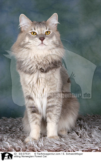 sitting Norwegian Forest Cat / SS-07531