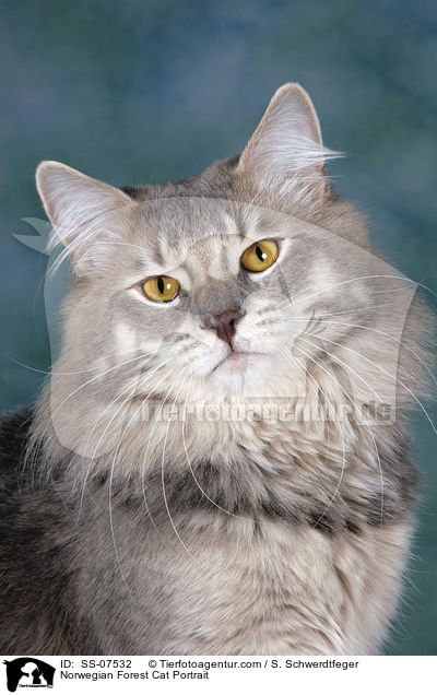 Norwegian Forest Cat Portrait / SS-07532