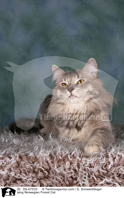 liegende Norwegische Waldkatze / lying Norwegian Forest Cat / SS-07533