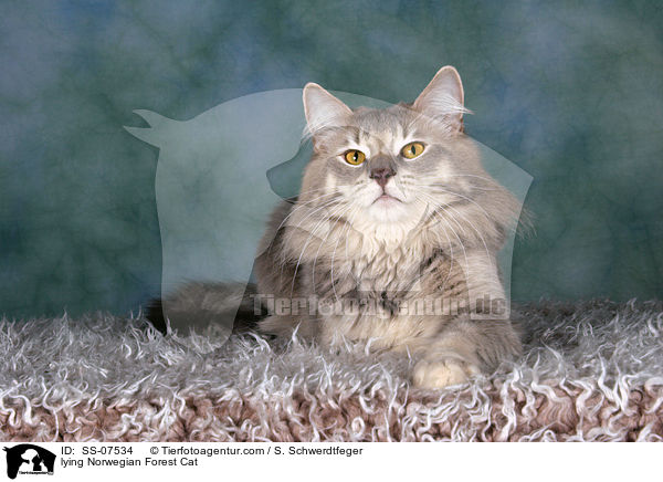 liegende Norwegische Waldkatze / lying Norwegian Forest Cat / SS-07534