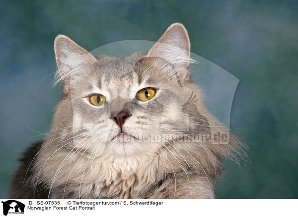 Norwegische Waldkatze Portrait / Norwegian Forest Cat Portrait / SS-07535