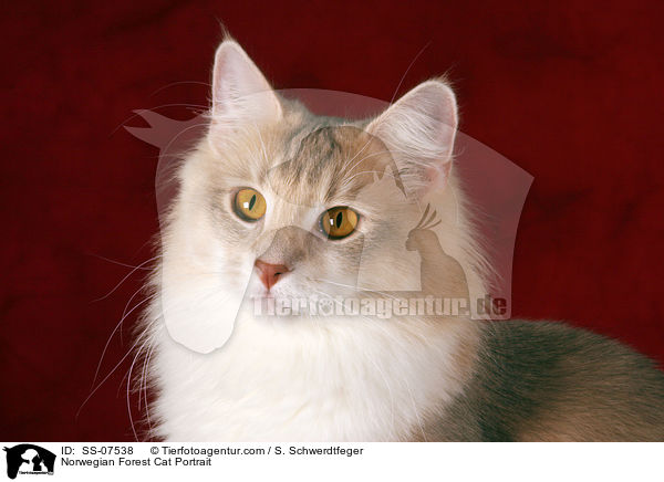 Norwegian Forest Cat Portrait / SS-07538