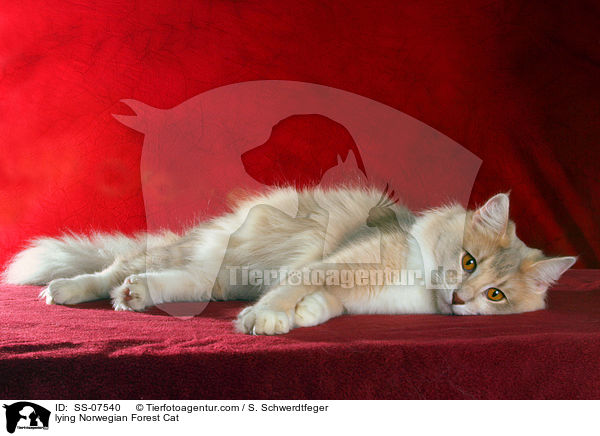 lying Norwegian Forest Cat / SS-07540