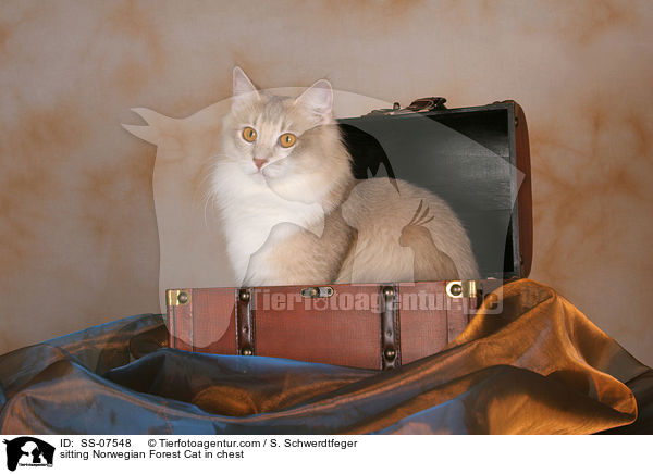sitzende Norwegische Waldkatze in Truhe / sitting Norwegian Forest Cat in chest / SS-07548