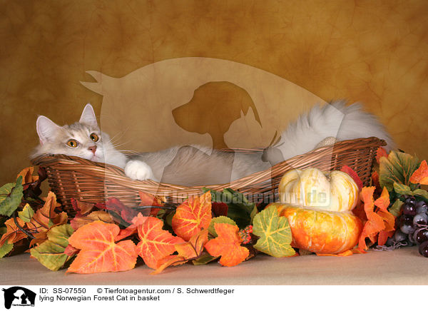 lying Norwegian Forest Cat in basket / SS-07550