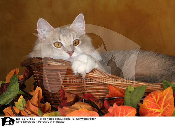 lying Norwegian Forest Cat in basket / SS-07552