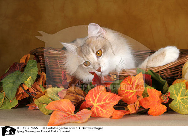 lying Norwegian Forest Cat in basket / SS-07555