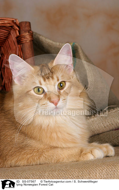 liegende Norwegische Waldkatze / lying Norwegian Forest Cat / SS-07567