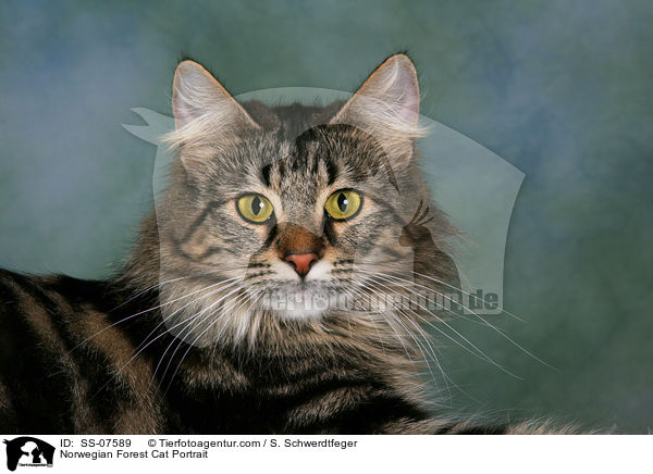 Norwegian Forest Cat Portrait / SS-07589