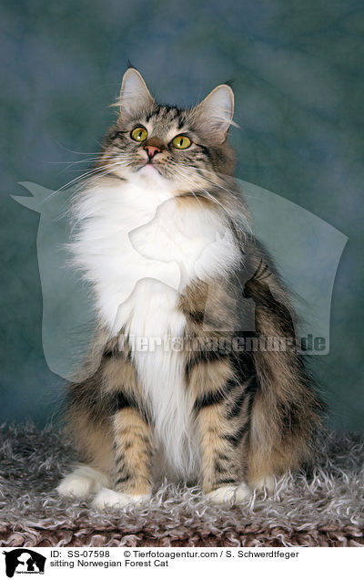 sitting Norwegian Forest Cat / SS-07598
