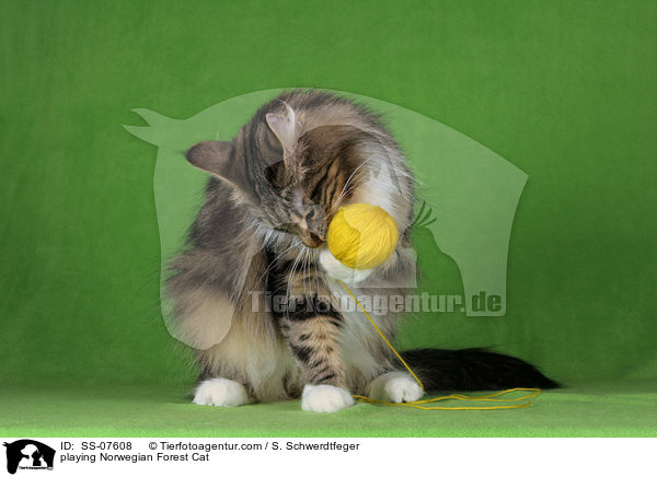 spielende Norwegische Waldkatze / playing Norwegian Forest Cat / SS-07608