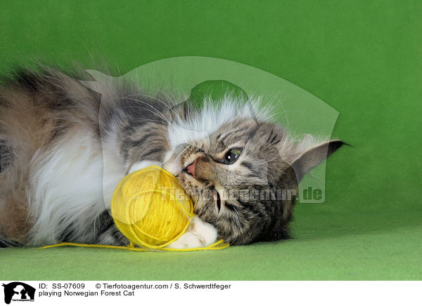 playing Norwegian Forest Cat / SS-07609