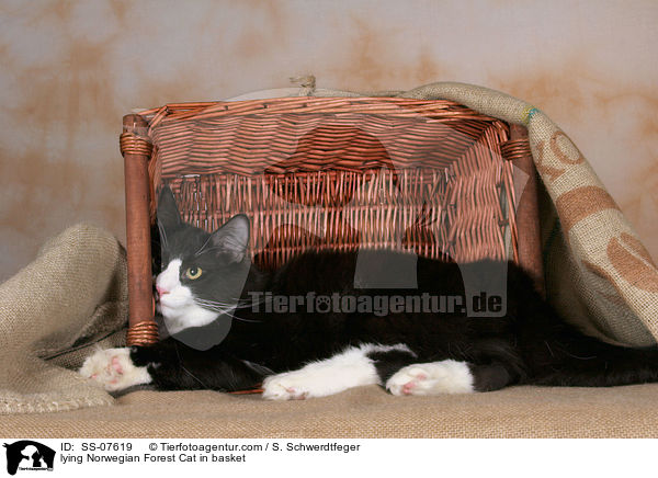 lying Norwegian Forest Cat in basket / SS-07619