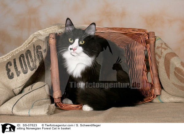 sitting Norwegian Forest Cat in basket / SS-07623